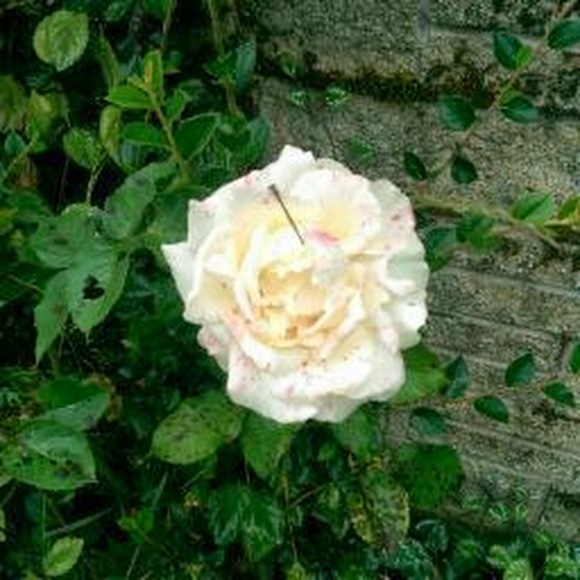 Meet your Posher, Danni - Picture 1 of 1